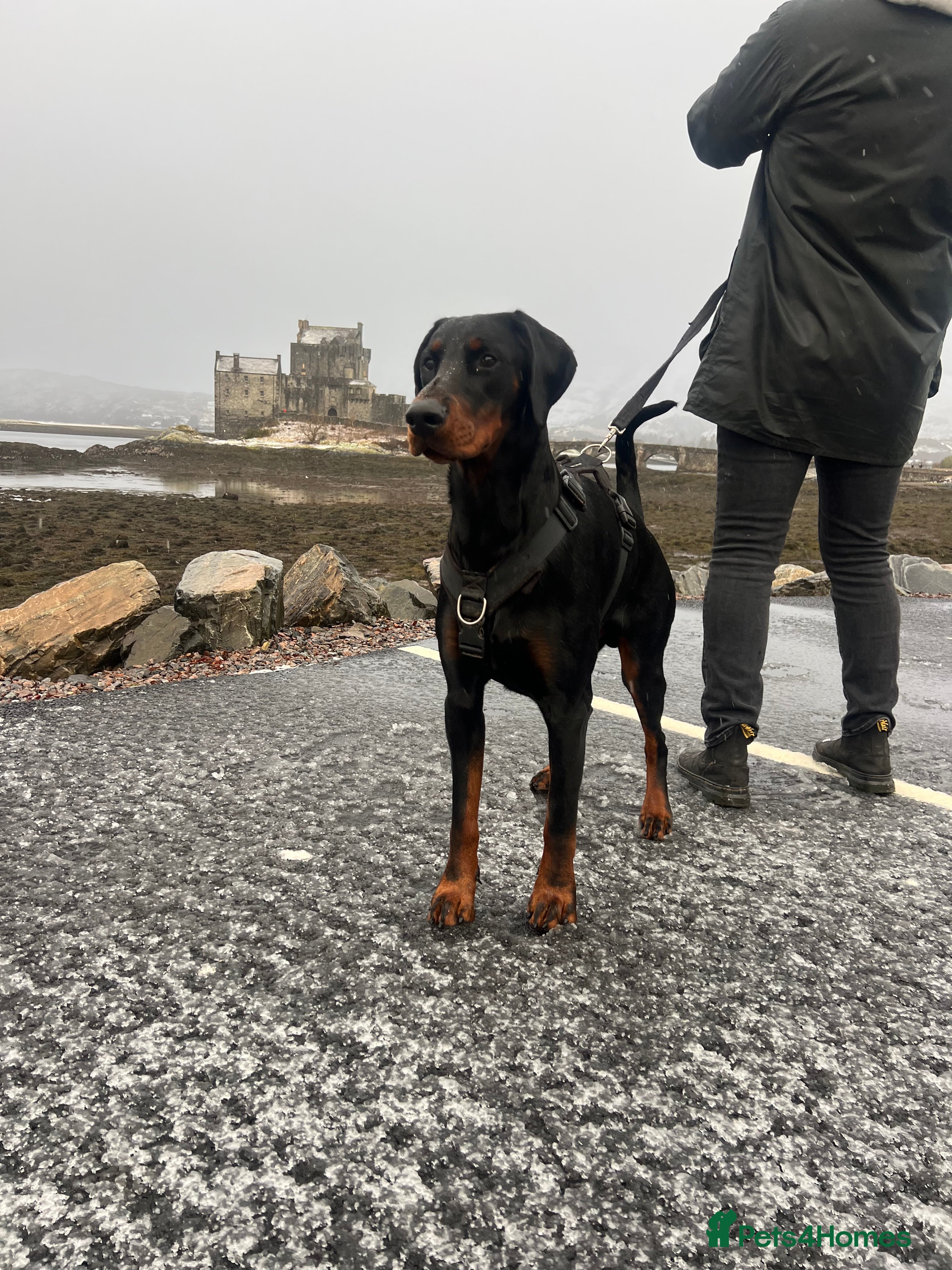 Mixed Breed dogs Adorable Doberman & Beauceron puppies for sale - Advert 2