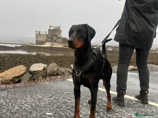 Mixed Breed dogs Adorable Doberman & Beauceron puppies for sale - Advert 1