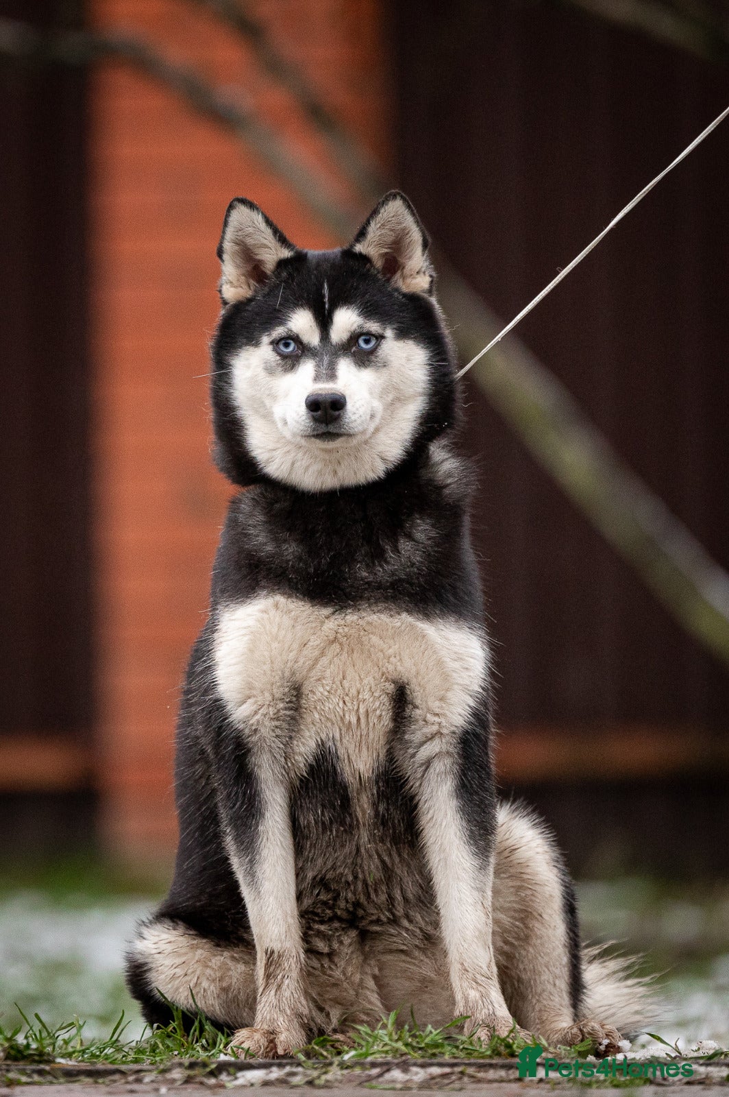 Siberian Husky dogs LARA – Female Siberian Husky - Advert 2