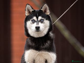 Siberian Husky dogs LARA – Female Siberian Husky - Advert 2