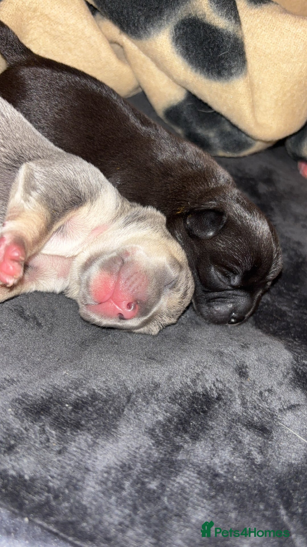 Mixed Breed dogs for sale: French bulldog mixed chihuahua  - Image 5