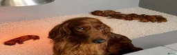 Irish Setter dogs for sale: Gorgeous Irish Setter Pups - Boys available KC - Advert 10