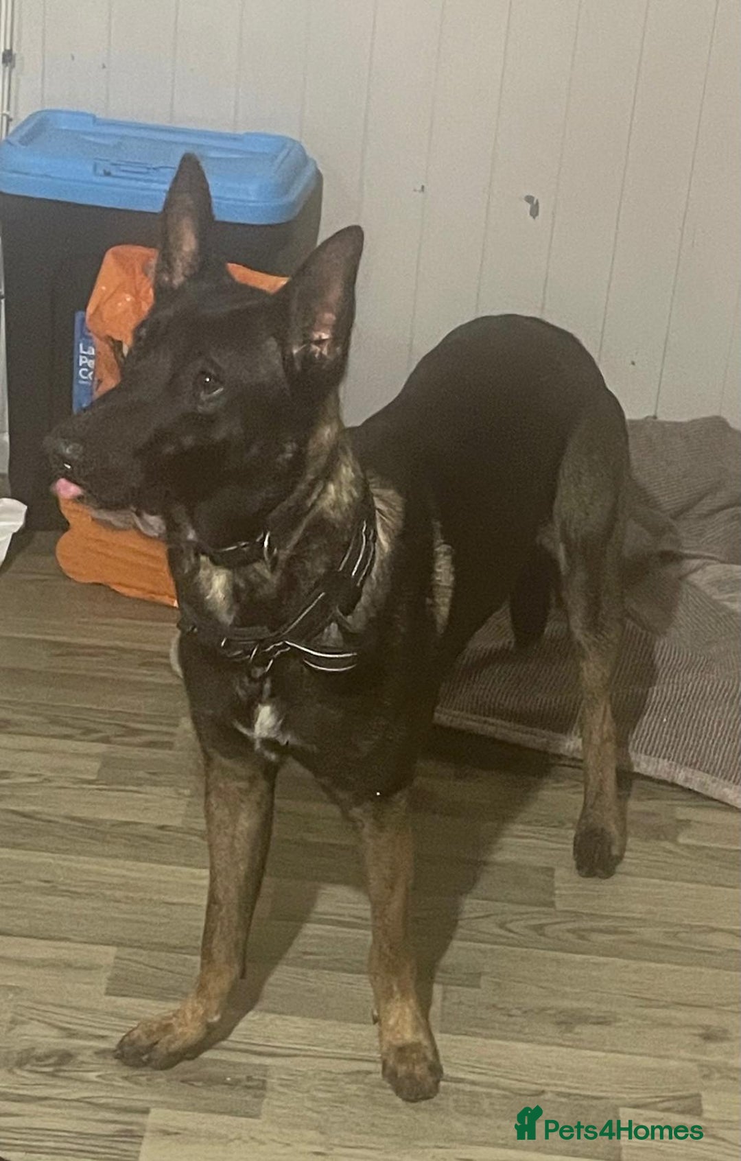 Belgian Shepherd Dog dogs for stud: Belgium malinois stud dog  in Bath - Image 8