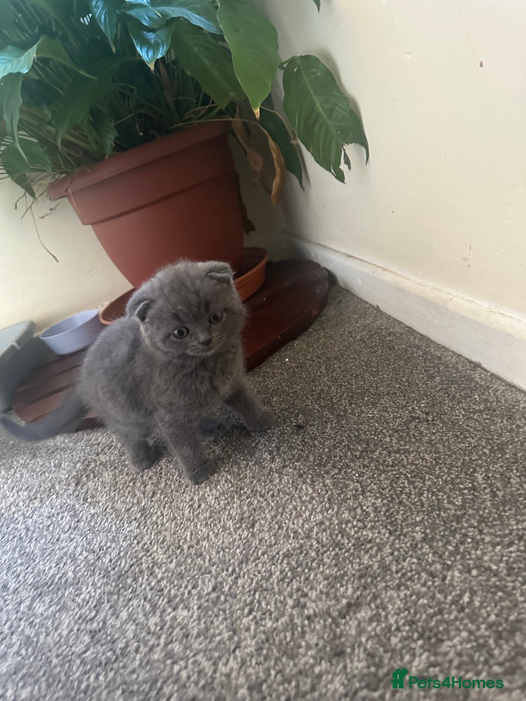 Scottish Fold cats for sale: Scottish fold - Image 4