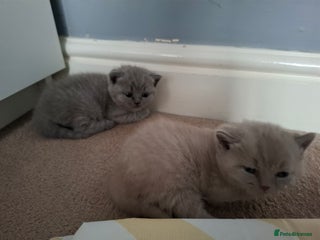 British Shorthair cats GCCF- BSH- Lilac boy and Blue girl - Advert 4