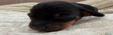 Miniature Dachshund 8