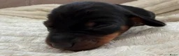 Miniature Dachshund dogs for sale: Beautiful Miniature Daschund Puppies  - Advert 16