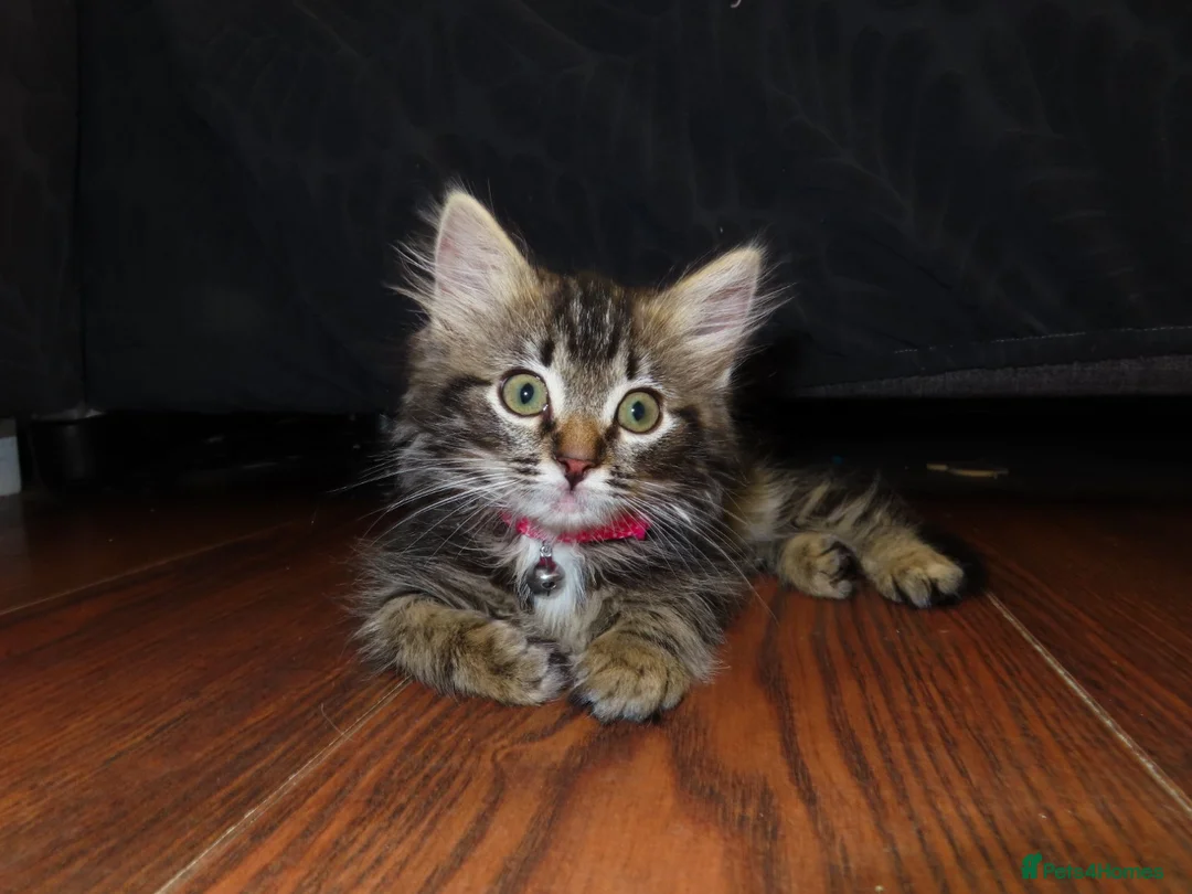 Mixed Breed cats for sale: Ragdoll longhair - Advert 2