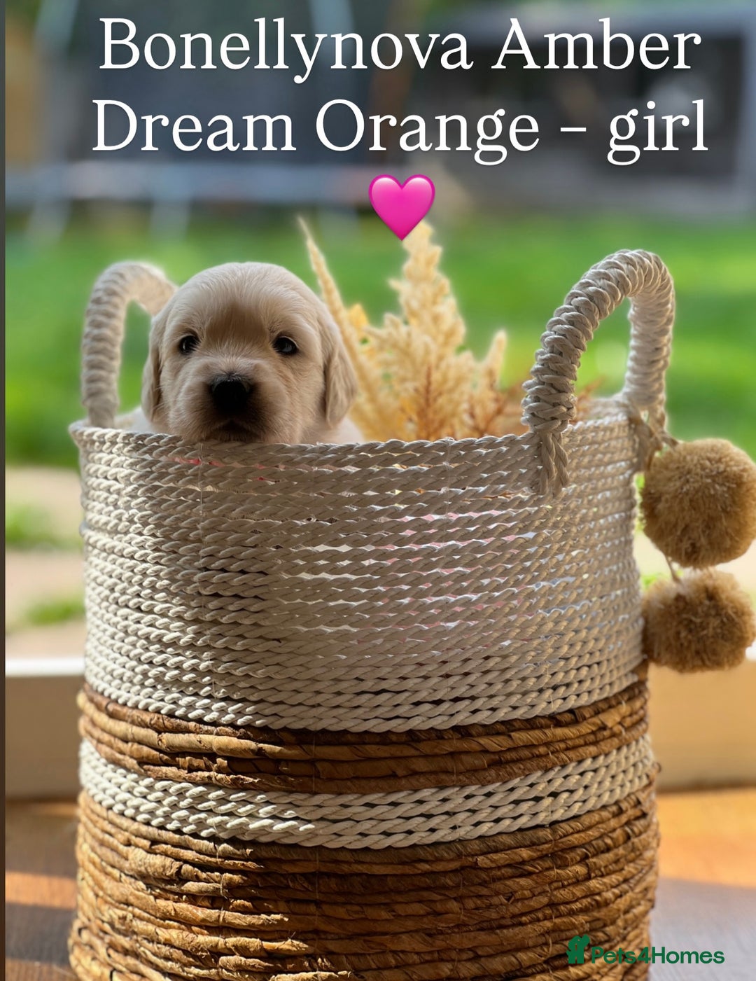 Golden Retriever dogs for sale: Kc Registered Golden retrievers puppies 🐶 - Image 5