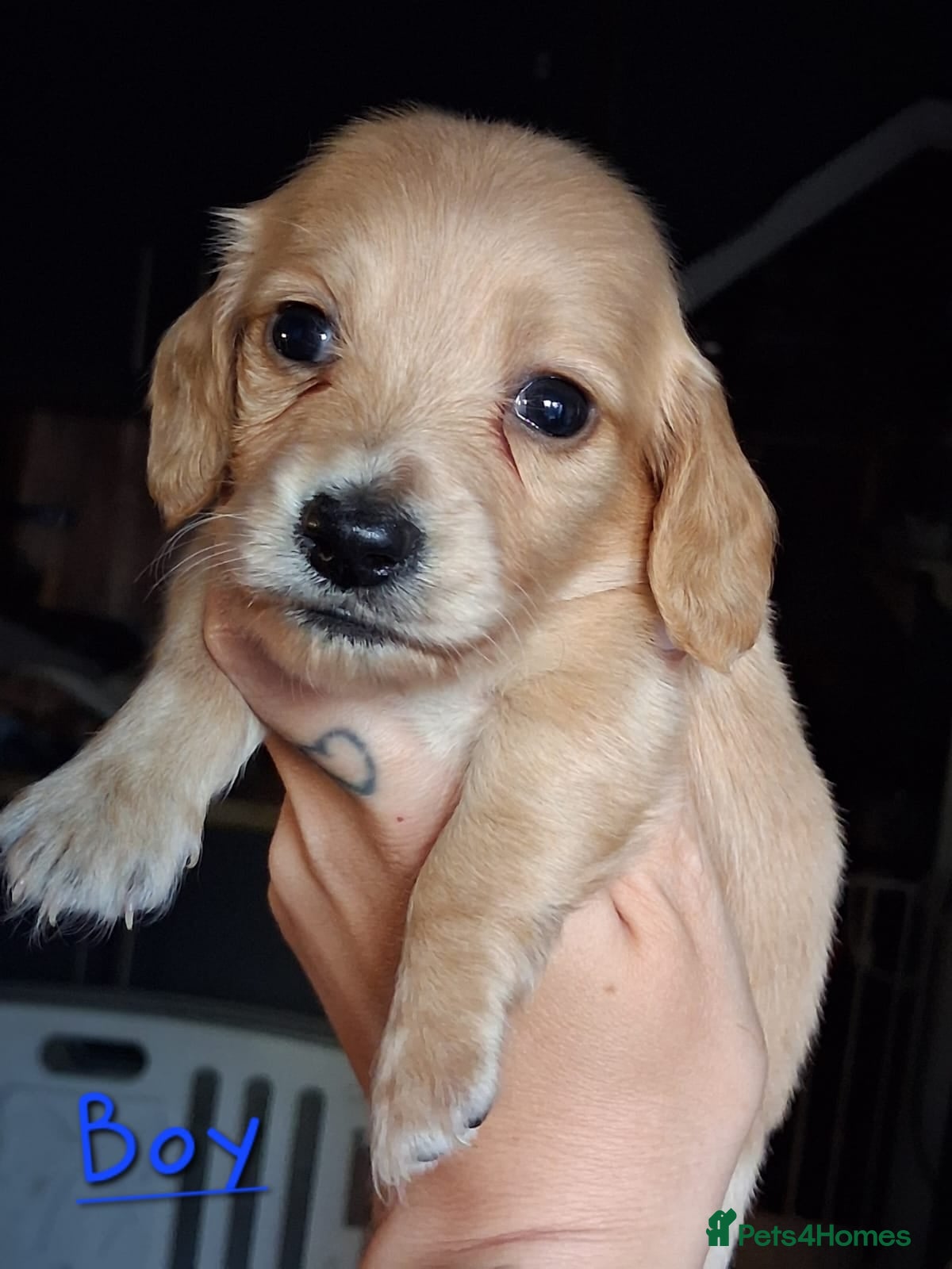 Dachshund dogs Kc Dachshund puppies - Advert 1