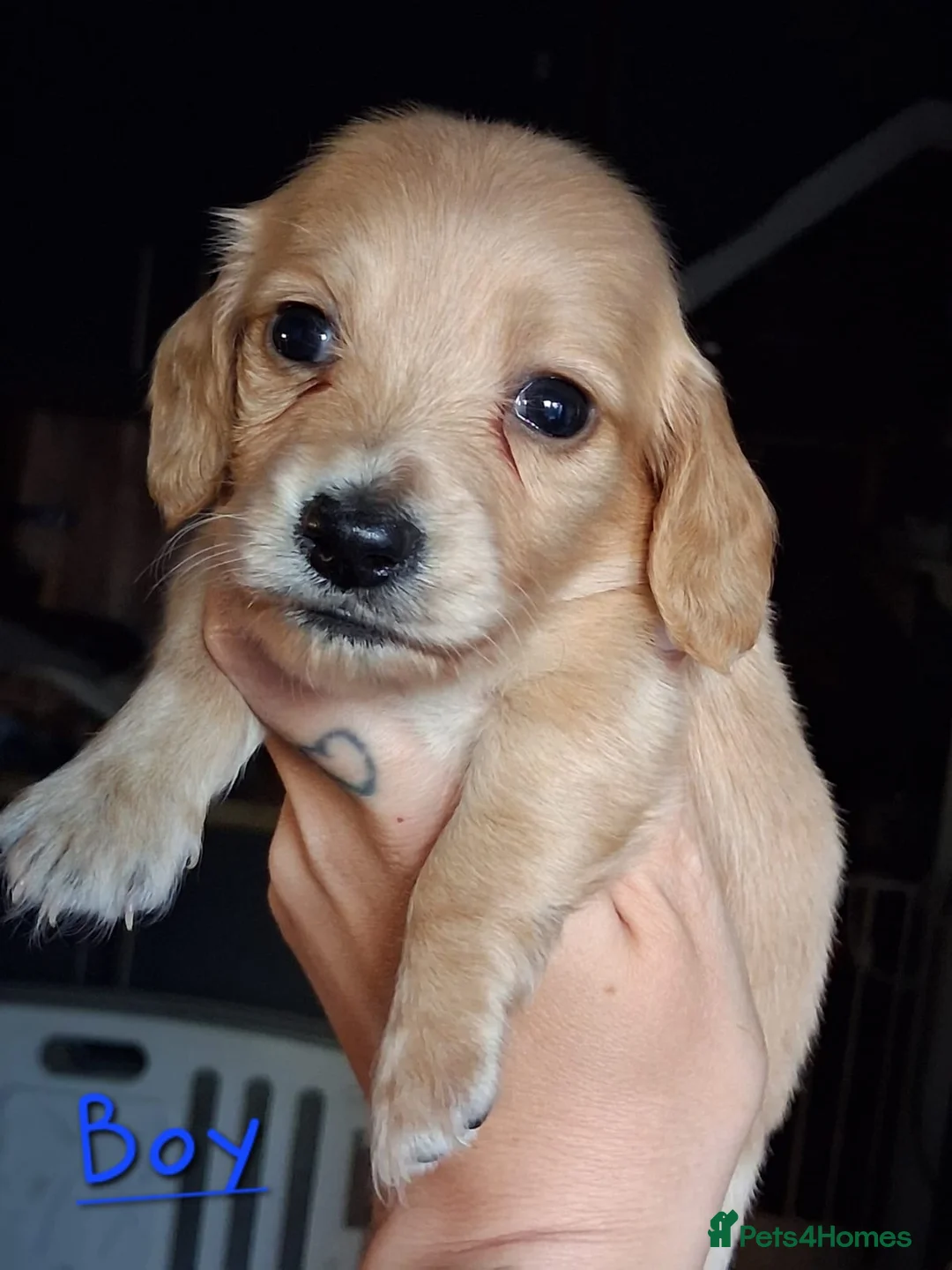 Dachshund dogs for sale: Kc Dachshund puppies - Advert 1