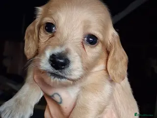 Dachshund dogs Kc Dachshund puppies - Advert 1