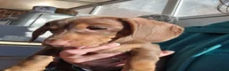 Miniature Dachshund dogs for sale: Miniature dacshunds - Advert 3