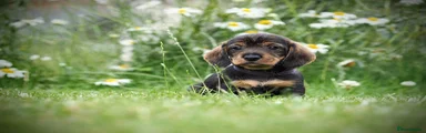 Dachshund 2