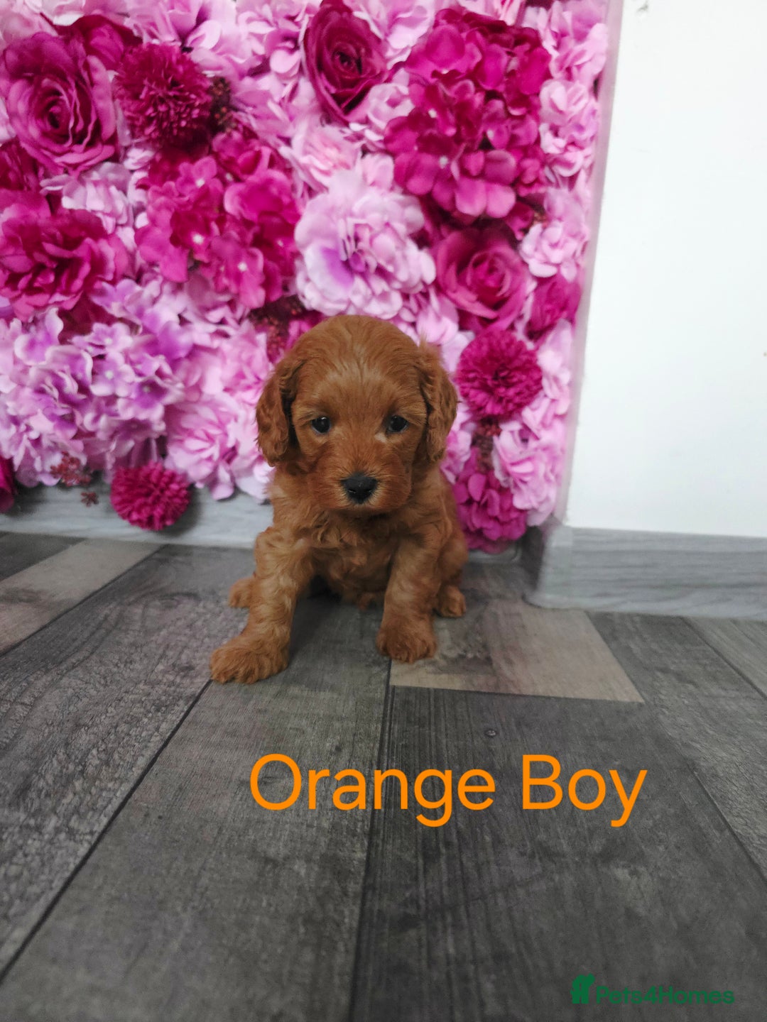 Cavapoo dogs for sale: CAVAPOO F1B RED HEALTY TESTED PARENTS - Image 7