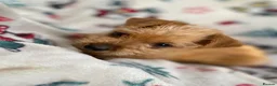 Mixed Breed dogs for sale: Jack Russell/ Yorkshire terrier puppy’s  in Pontypool - Advert 30