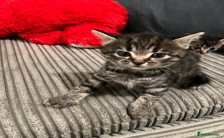 Domestic Shorthair cats - Advert 1