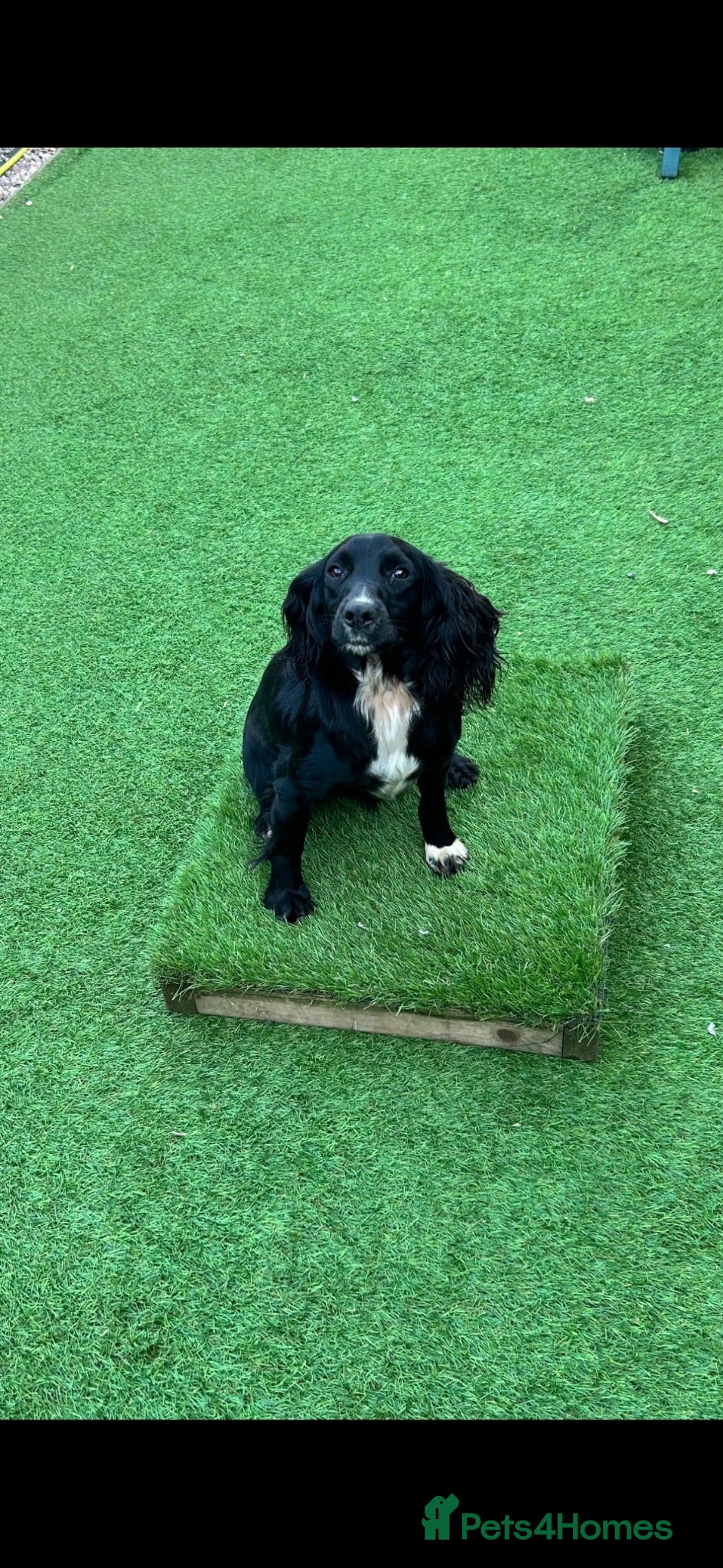 Cocker Spaniel dogs SUPERBLY BRED WORKING COCKER PUPPIES  - Advert 1