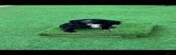 Cocker Spaniel dogs for sale: SUPERBLY BRED WORKING COCKER PUPPIES  - Advert 1