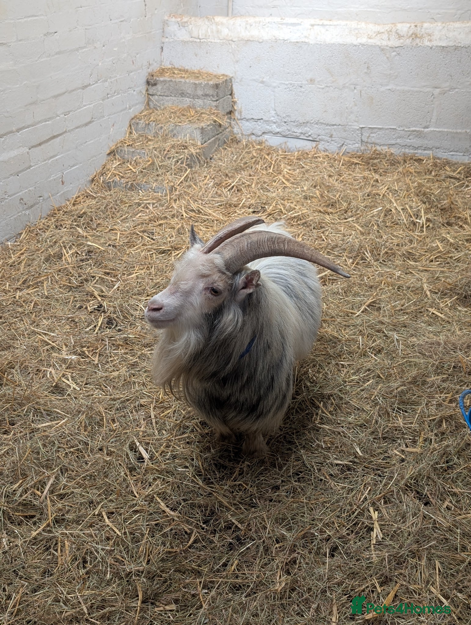 Goats livestock Registered pedigree pygmy billy goat - Advert 3