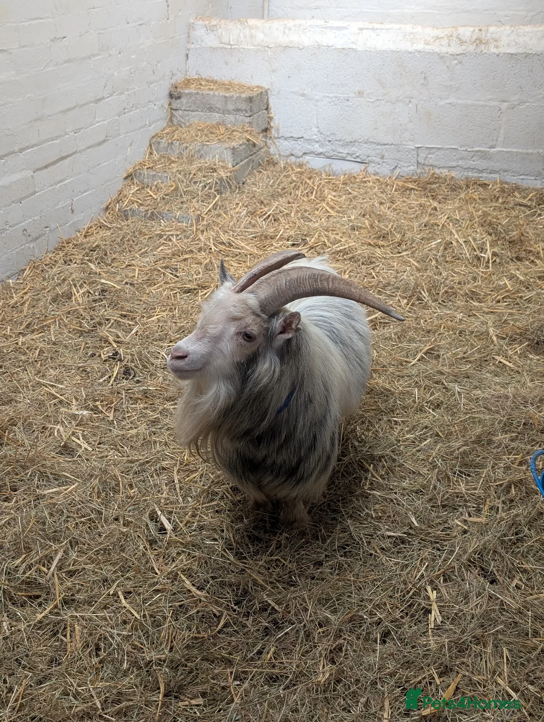 Goats livestock for sale: Registered pedigree pygmy billy goat in Kidderminster - Advert 1