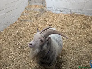 Goats livestock Registered pedigree pygmy billy goat - Advert 1