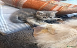 Persian cats for sale: Grey Persian Kittens  - Image 7