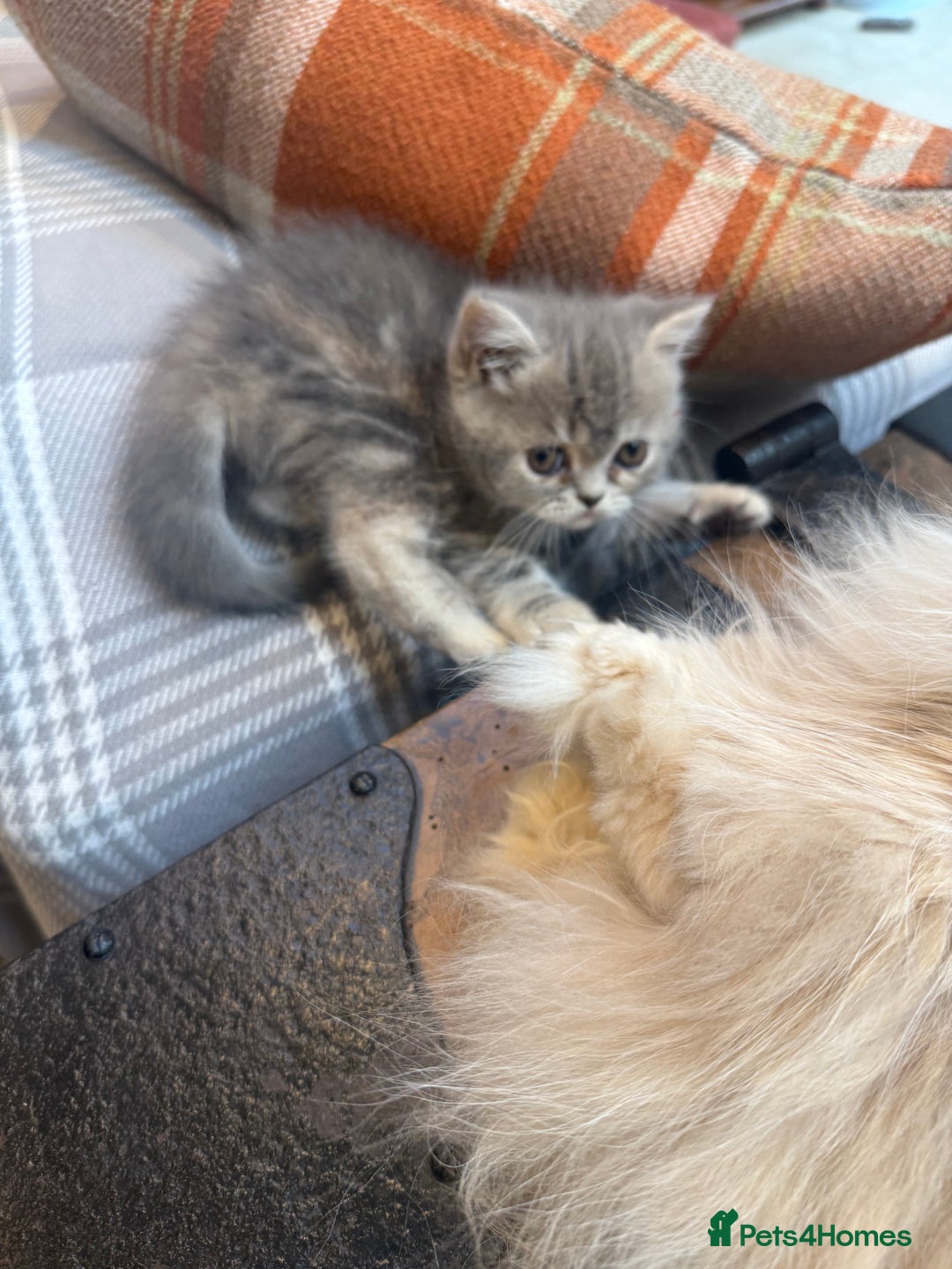 Persian cats for sale: Grey Persian Kittens  - Image 7