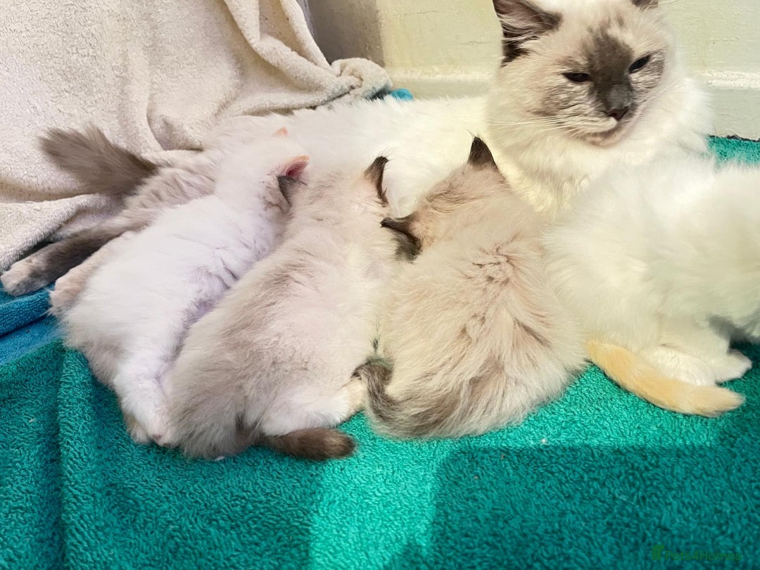 Ragdoll cats for sale: 4 Ragdoll Kittens - Advert 1