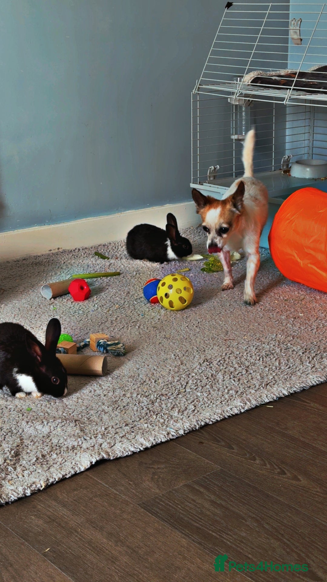 Dutch rabbits for sale: 2 indoor Dutch house rabbits  - Advert 7