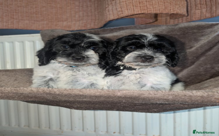 Cockapoo dogs - Advert 1