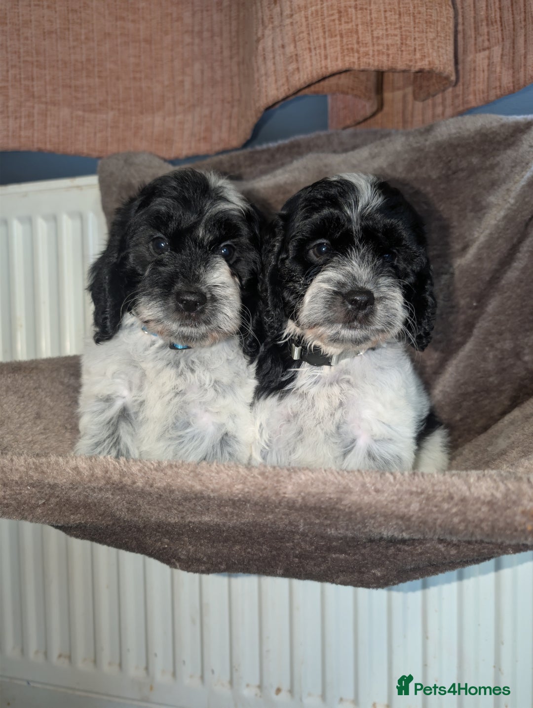 Cockapoo dogs for sale: F1 cockapoos babies  - Image 1