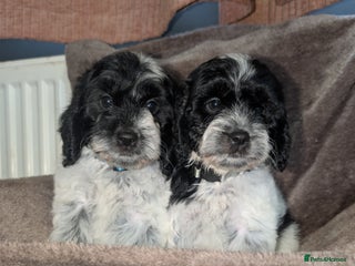 Cockapoo dogs for sale - Advert 1