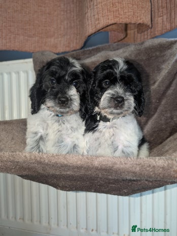 Cockapoo dogs - Advert 1