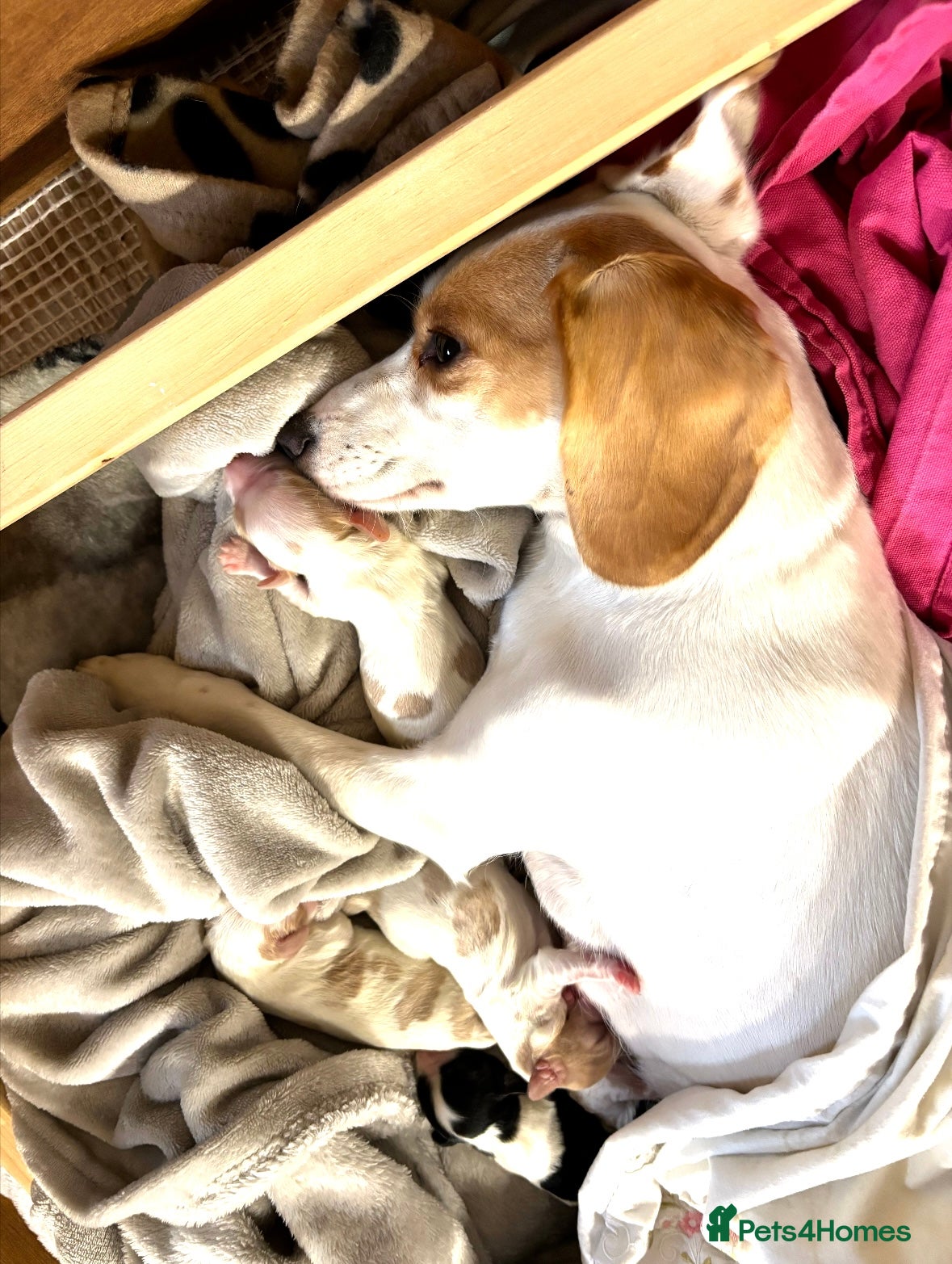 Mixed Breed dogs Cocker-Jack xCavalier King Charles Spaniel Puppies - Advert 3