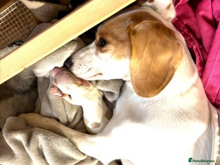 Mixed Breed dogs Cocker-Jack xCavalier King Charles Spaniel Puppies - Advert 5