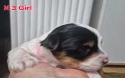 Biewer Terrier dogs for sale: Yorkshire Biewier terrier  - Advert 11