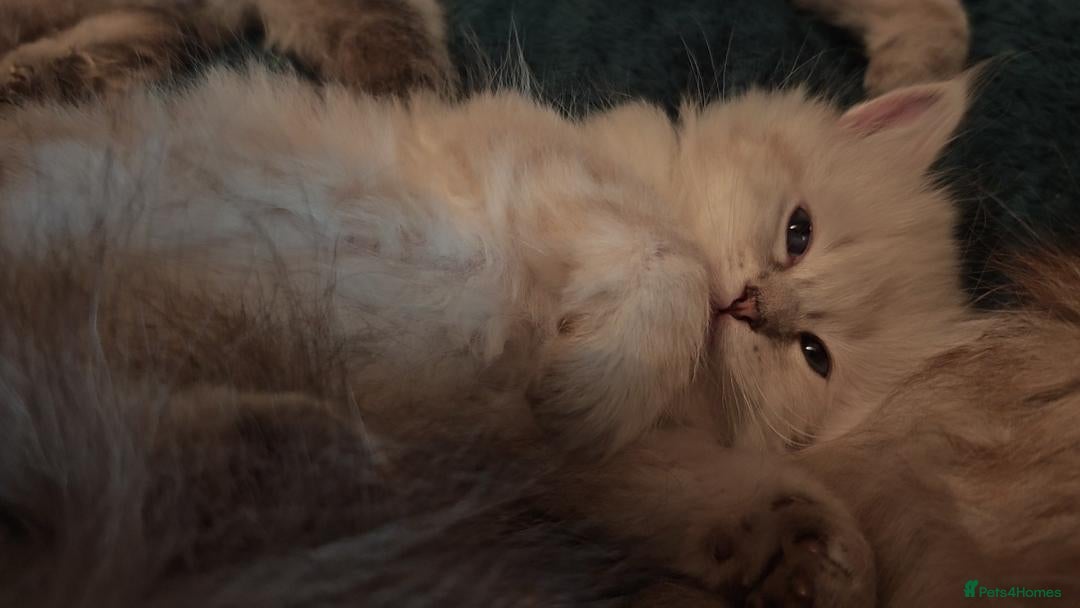 Siberian cats for sale: GCCF +TICA parents - Image 8