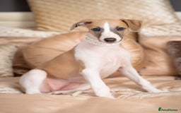 Whippet dogs for sale: Sadly for rehoming mother and son kc whippets. - Image 12