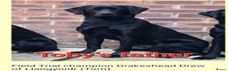 Labrador Retriever dogs for stud: Labrador Ret. 100%-success PROVEN KC/Health tested in Brecon - Advert 25