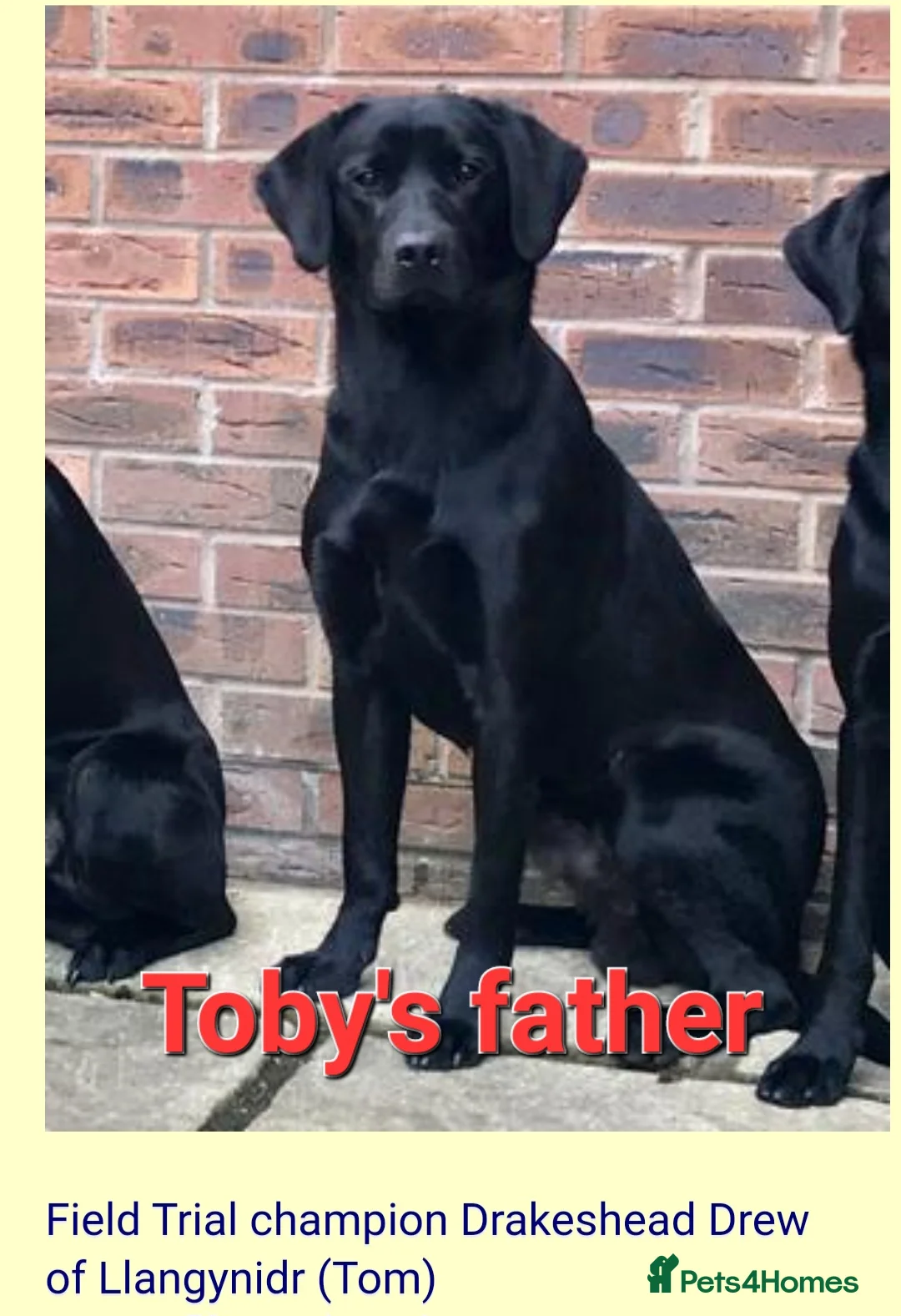 Labrador Retriever dogs for stud: Labrador Ret. 100%-success PROVEN KC/Health tested in Brecon - Advert 25