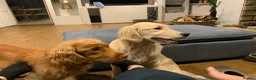 Golden Retriever dogs for sale: Golden Retriever Pups - Gorgeous  - Advert 22
