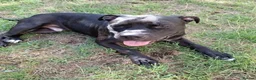 American Bull Staffy dogs for adoption: Meet Gomez, currently residing in Wiltshire  in Chippenham - Advert 4
