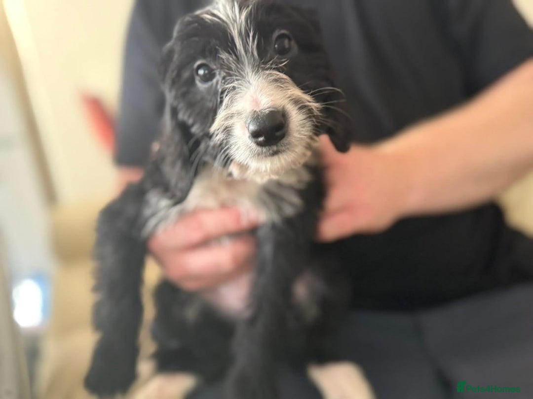 Mixed Breed dogs for sale: 5 gorgeous bordoodleXpatterspaniel - Image 4
