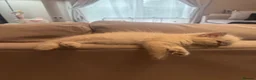 Ragdoll cats for sale: BOYS BOYS BOYS  - Advert 15