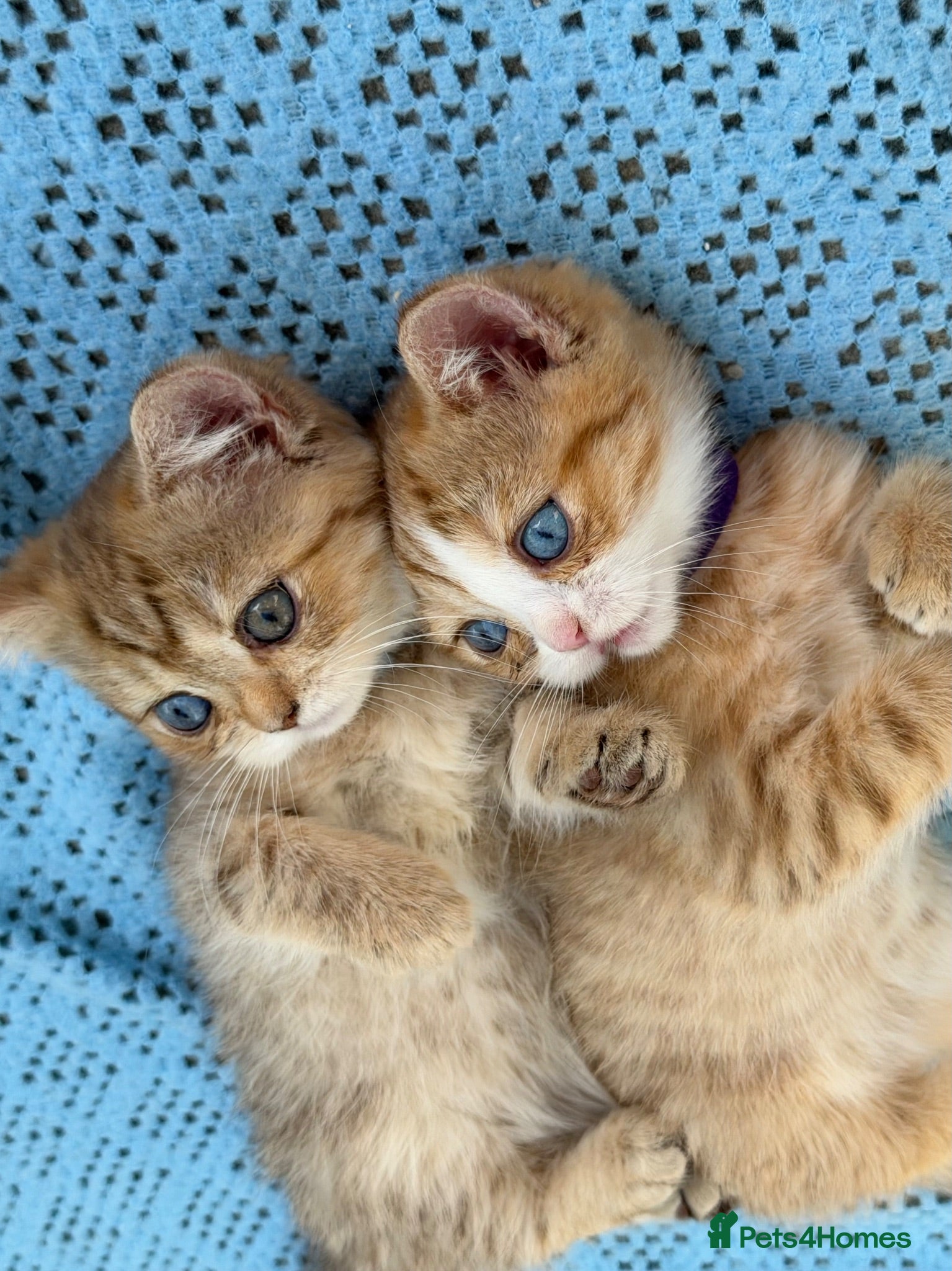 British Shorthair cats British sh odd/blue eyed adorable kittens GCCF  - Advert 5