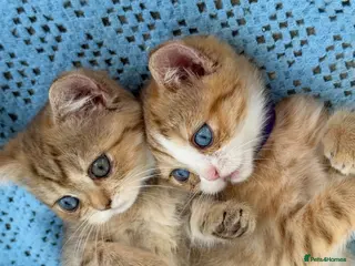 British Shorthair cats British sh odd/blue eyed adorable kittens GCCF - Advert 9