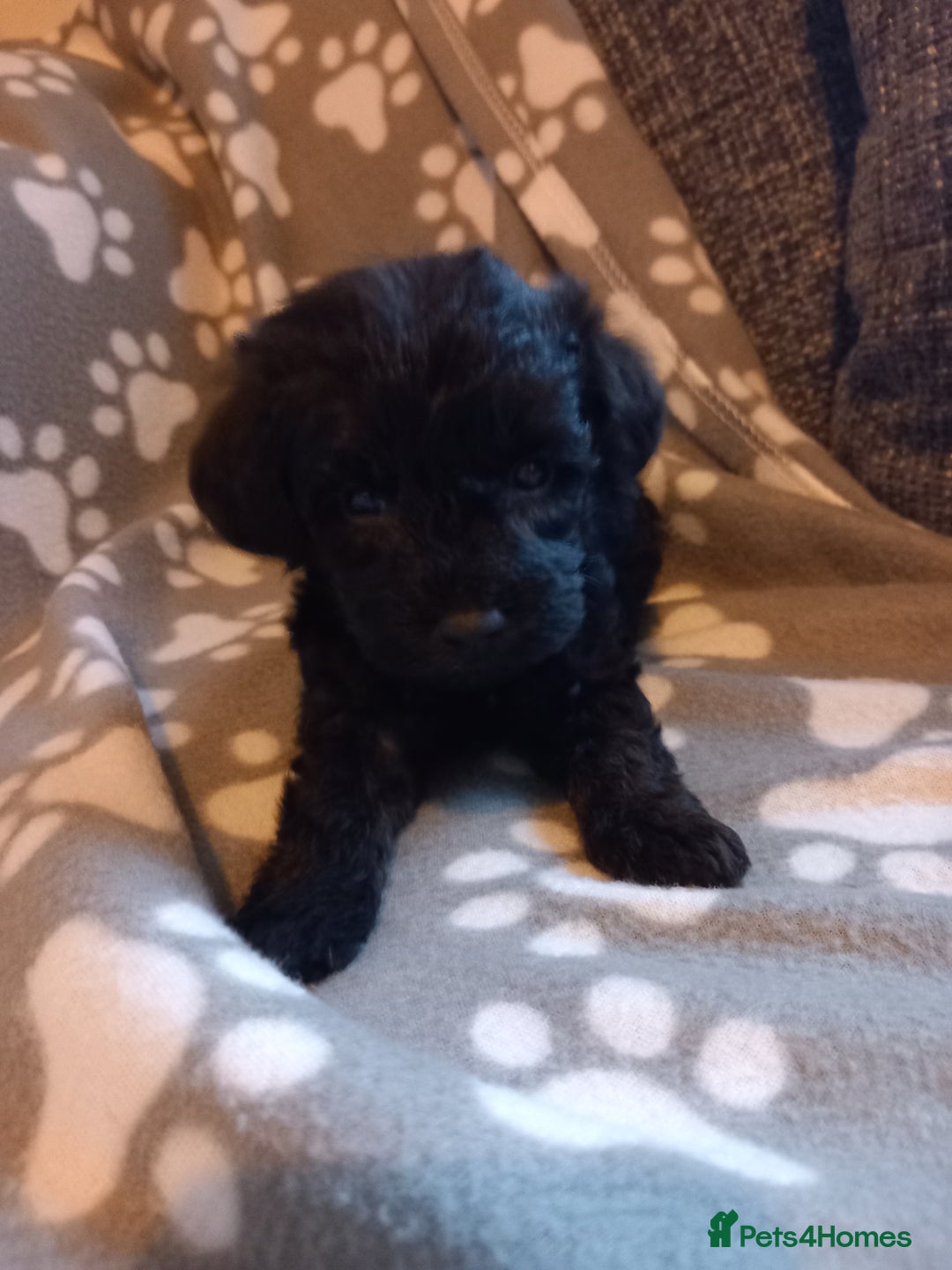 Mixed Breed dogs for sale: TOY SHNOODLES READY 21 DEC - Advert 35