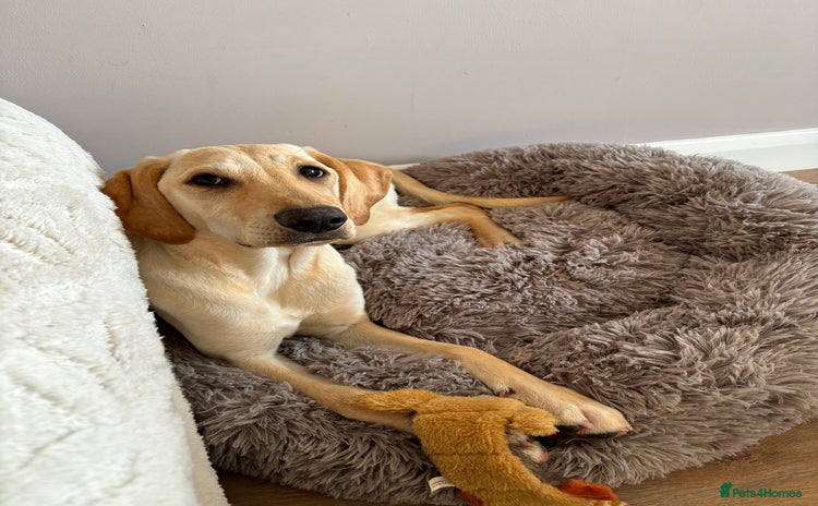 Mixed Breed dogs - Advert 4