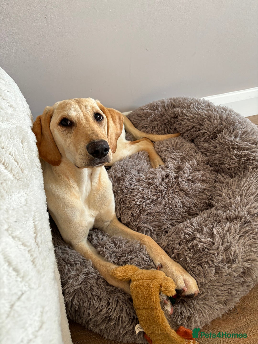Mixed Breed dogs for sale: New foster or adoption home needed🏡 - Image 1